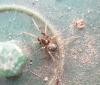 Phrurolithus sp.